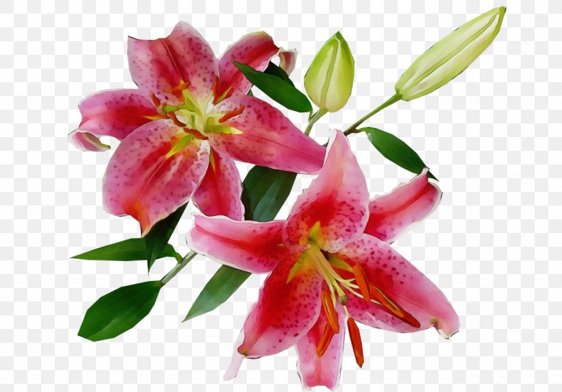Flower Flowering Plant Lily Plant Petal, PNG, 1280x893px, Watercolor, Bouquet, Cut Flowers, Flower, Flowering Plant Download Free