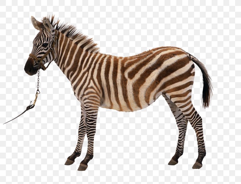 Horse Zebra Photography Clip Art, PNG, 800x627px, Horse, Free Content, Fur, Horse Like Mammal, Mammal Download Free