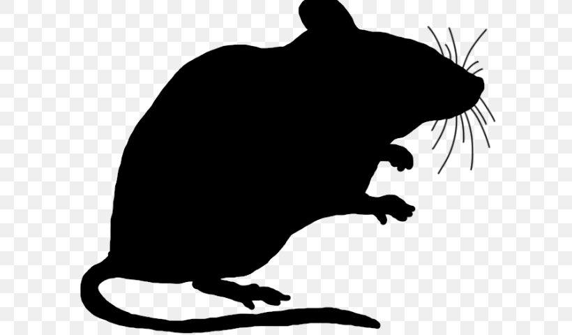 Rat Muridae Pest Tasmanian Devil Snout, PNG, 640x480px, Rat, Mouse, Muridae, Pest, Snout Download Free