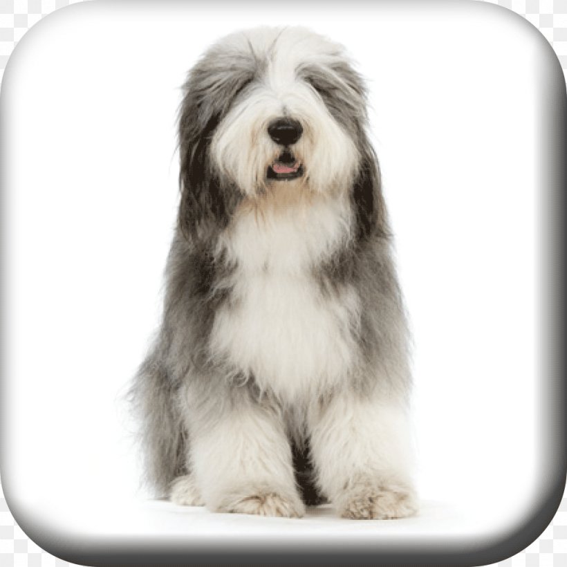 Bearded Collie Rough Collie Old English Sheepdog Border Collie German Shepherd, PNG, 1024x1024px, Bearded Collie, Animal, Border Collie, Breed, Carnivoran Download Free