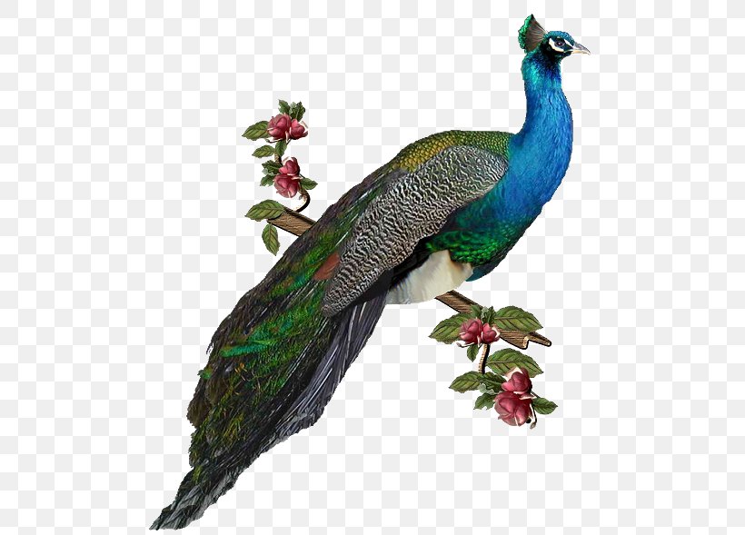 Bird Peafowl Clip Art, PNG, 500x589px, Bird, Asiatic Peafowl, Beak, Digital Image, Fauna Download Free