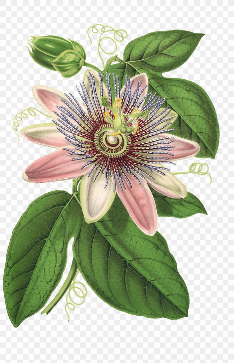 Botanical Illustration Botany Flower, PNG, 825x1280px, Botanical Illustration, Botany, Flower, Flowering Plant, Giant Granadilla Download Free