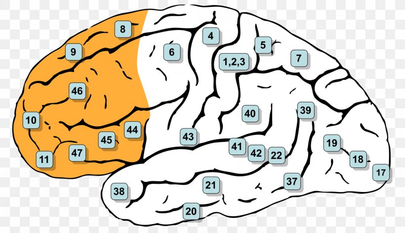 Brodmann Area 8 Prefrontal Cortex Cerebral Cortex Frontal Lobe, PNG, 1280x739px, Watercolor, Cartoon, Flower, Frame, Heart Download Free