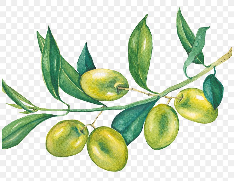 Olive Tree, PNG, 808x632px, Sunscreen, Beeswax, Branch, Face, Flower Download Free