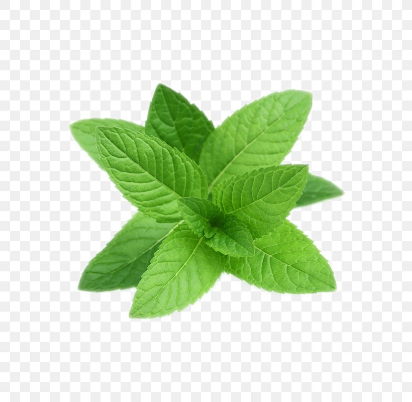 Peppermint Tea Perennial Plant Essential Oil Seed, PNG, 800x800px, Peppermint, Basil, Bay Leaf, Coriander, Curry Tree Download Free