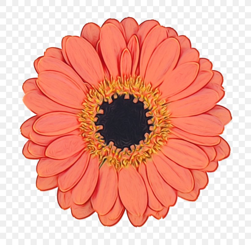 Pink Flower Cartoon, PNG, 800x800px, Transvaal Daisy, African Daisy, Asterales, Barberton Daisy, Blume Download Free