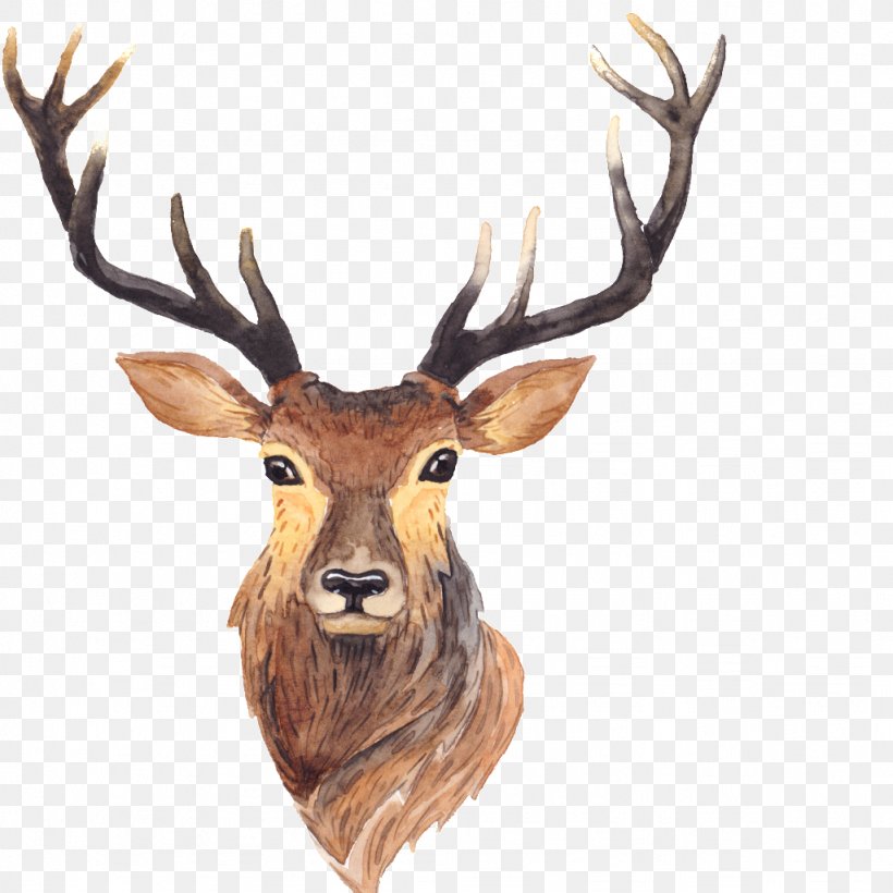 Red Deer Moose Antler Painting, PNG, 1024x1024px, Deer, Antler, Art, Canvas, Canvas Print Download Free