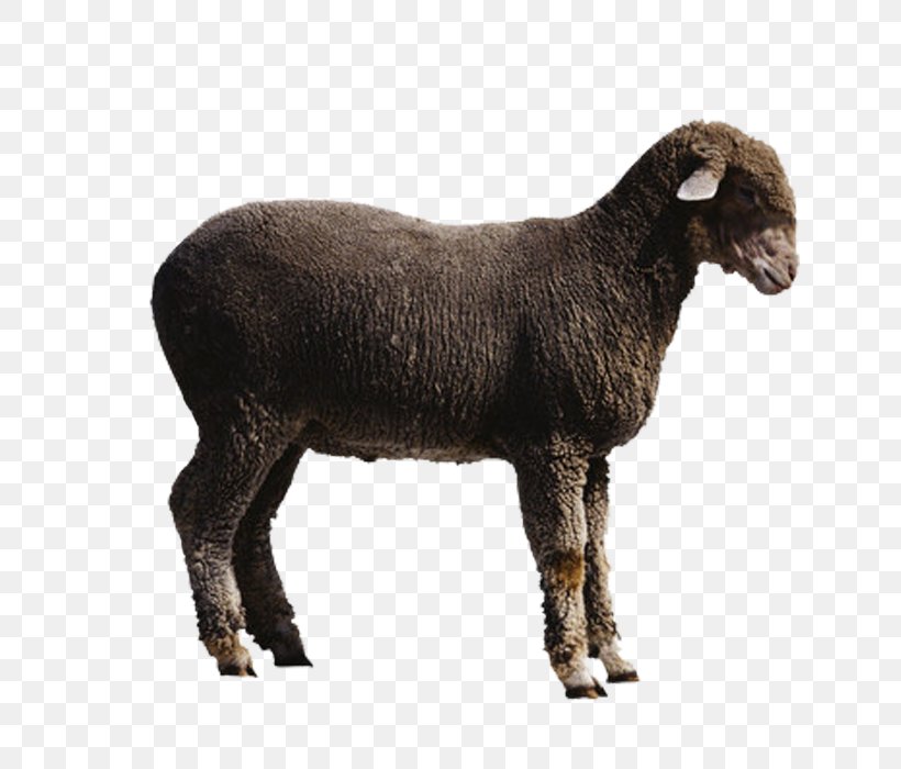 Sheep Goat Cattle Clip Art, PNG, 700x700px, Sheep, Animal Slaughter, Cattle, Cow Goat Family, Fur Download Free