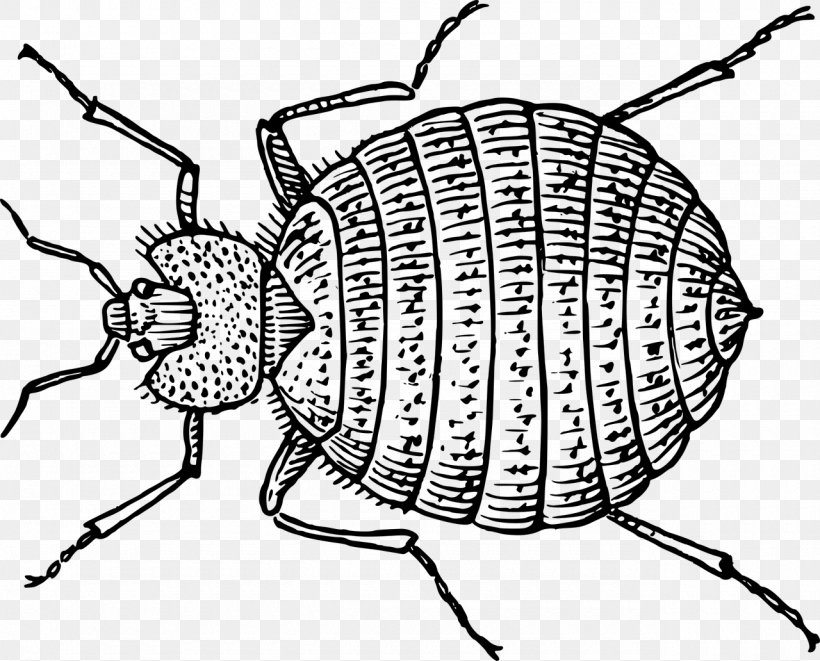 Book Drawing, PNG, 1280x1032px, Pest Control, Bed Bug Bite, Bedbug, Coloring Book, Darkling Beetles Download Free