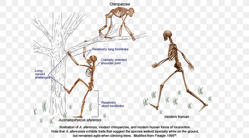 Chimpanzee Neanderthal Primate Bipedalism Human Evolution, PNG, 600x455px, Watercolor, Cartoon, Flower, Frame, Heart Download Free