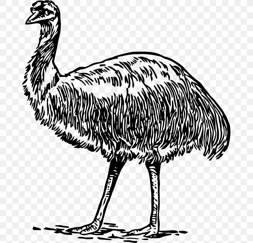 Common Ostrich Emu Galliformes Bird Beak, PNG, 675x787px, Common Ostrich, Animal, Beak, Bird, Black And White Download Free