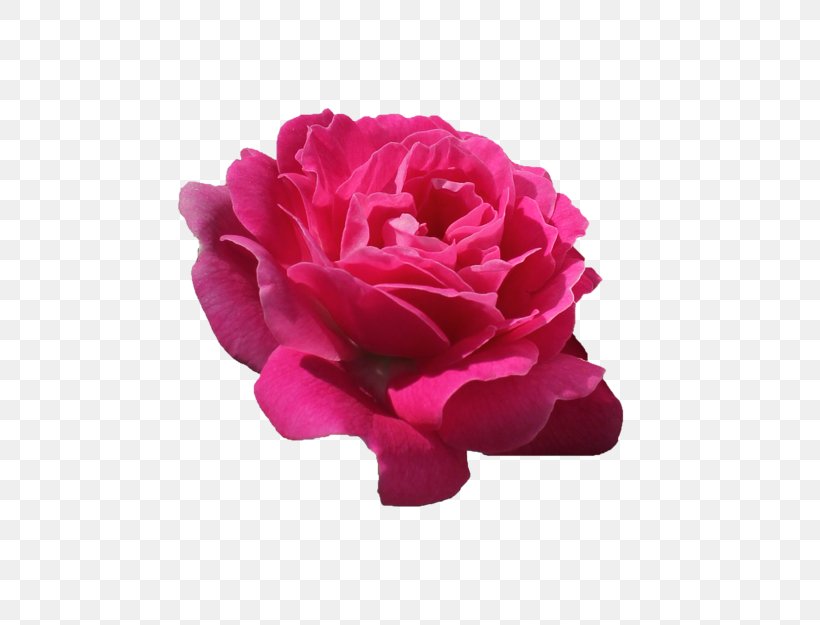 Cut Flowers Petal Garden Roses Centifolia Roses, PNG, 500x625px, Flower, Centifolia Roses, China Rose, Cut Flowers, Floribunda Download Free