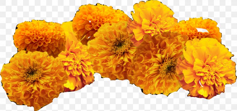 Mexican Marigold Day Of The Dead Clip Art Image Ofrenda, PNG, 1382x648px, Mexican Marigold, Calendula, Chrysanthemum, Chrysanths, Cut Flowers Download Free