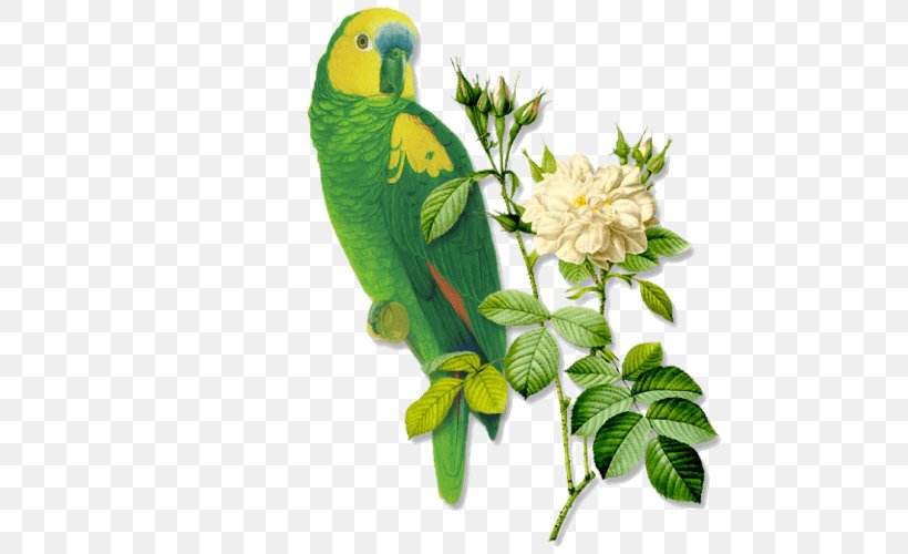 Kiss Friendship Love Bird Kindness, PNG, 500x500px, Kiss, Beak, Bird, Branch, Common Pet Parakeet Download Free