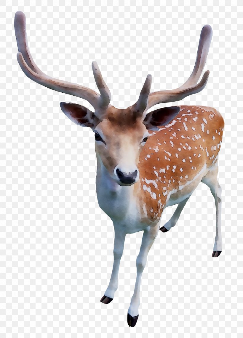 Reindeer White-tailed Deer Antler Fauna, PNG, 1776x2466px, Reindeer, Animal, Animal Figure, Antelope, Antler Download Free