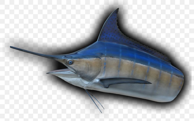 Swordfish Tiger Shark Requiem Sharks, PNG, 800x511px, Swordfish, Billfish, Biology, Bony Fish, Carcharhiniformes Download Free