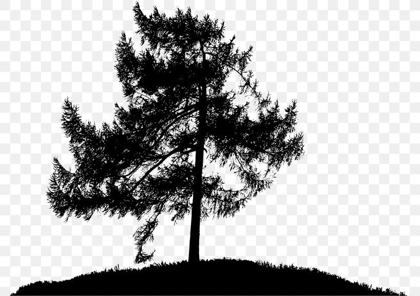 The Lonely Tree Oak Clip Art, PNG, 782x578px, Lonely Tree, Birch, Black And White, Branch, Conifer Download Free