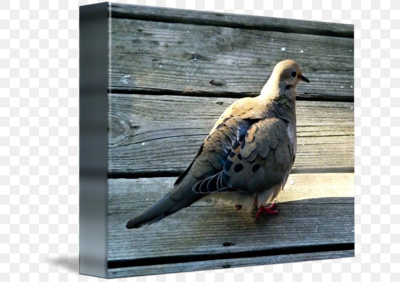 Columbidae Domestic Pigeon Beak Fauna Feather, PNG, 650x579px, Columbidae, Beak, Bird, Domestic Pigeon, Fauna Download Free
