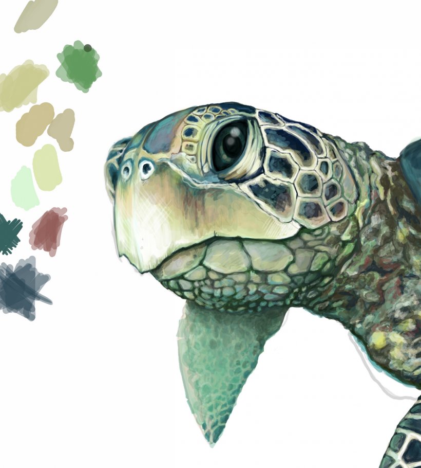 Green Sea Turtle Drawing, PNG, 1441x1600px, Turtle, Animal, Art, Box Turtle, Coloring Book Download Free