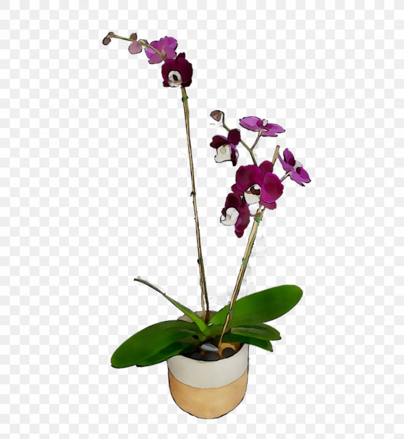 Moth Orchids Cut Flowers Cattleya Orchids Plant Stem, PNG, 1070x1163px, Moth Orchids, Cattleya Orchids, Cut Flowers, Dendrobium, Flower Download Free