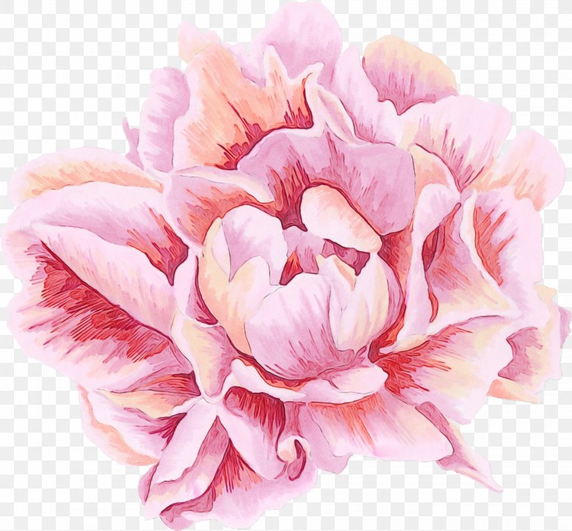 Petal Pink Flower Plant Common Peony, PNG, 2080x1931px, Watercolor, Chinese Peony, Common Peony, Cut Flowers, Flower Download Free