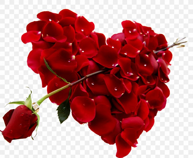 Valentine's Day Rose Heart Gift February 14, PNG, 1500x1234px, Valentine S Day, Annual Plant, Color, Cut Flowers, February 14 Download Free