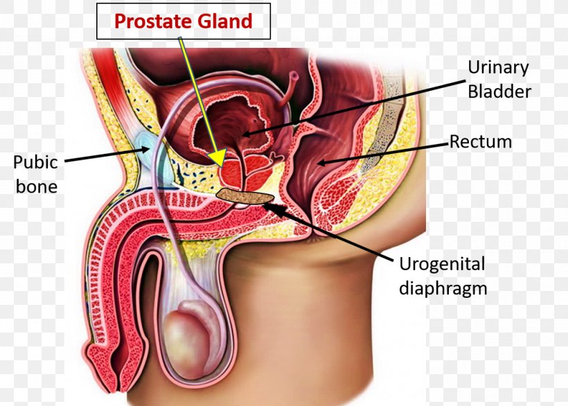 Human Anatomy Prostate Human Body Prostatic Urethra, PNG, 1044x747px, Watercolor, Cartoon, Flower, Frame, Heart Download Free
