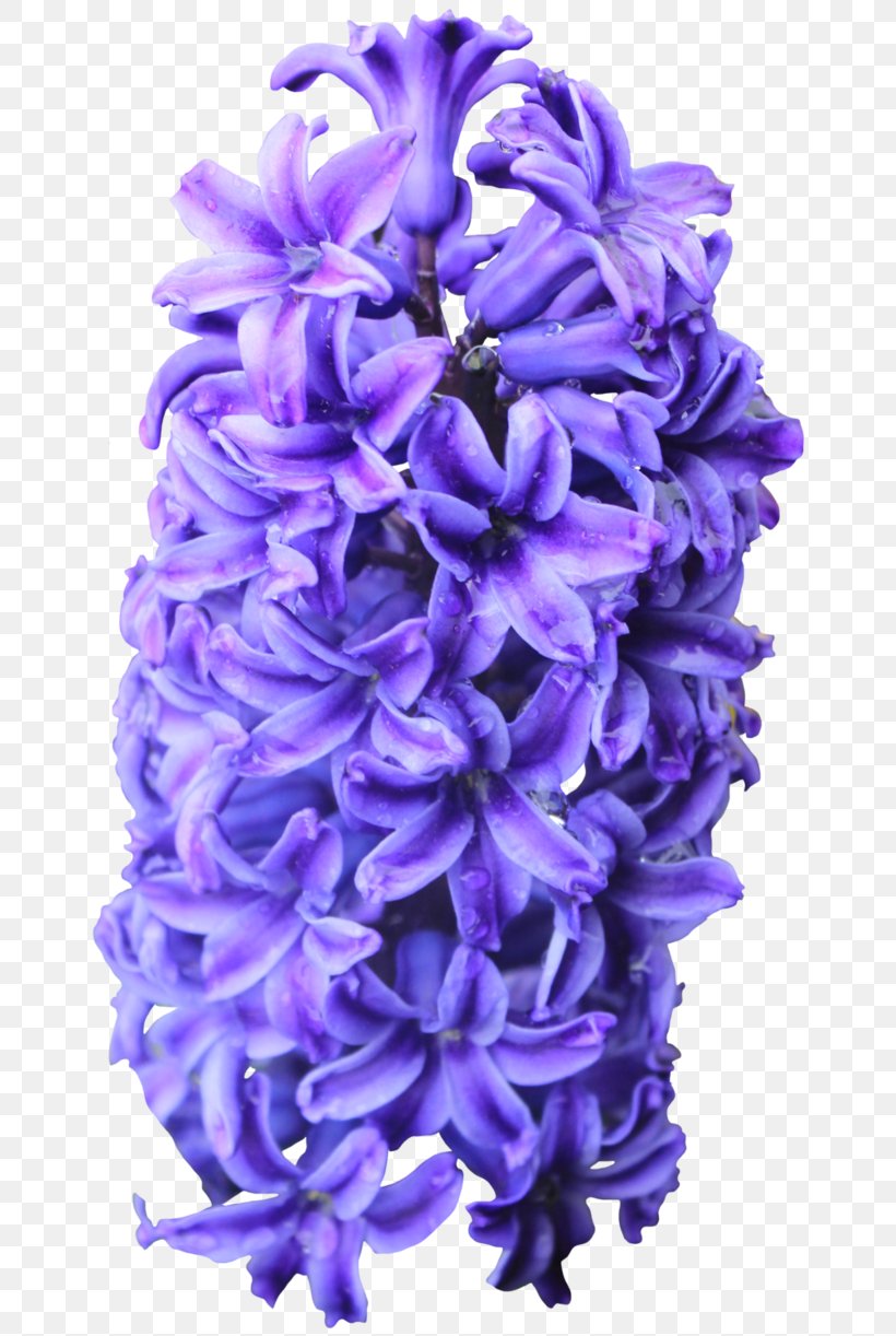 Hyacinthus Orientalis Flower Information Clip Art, PNG, 653x1222px, Hyacinthus Orientalis, Armature, Bit, Bulb, Cut Flowers Download Free