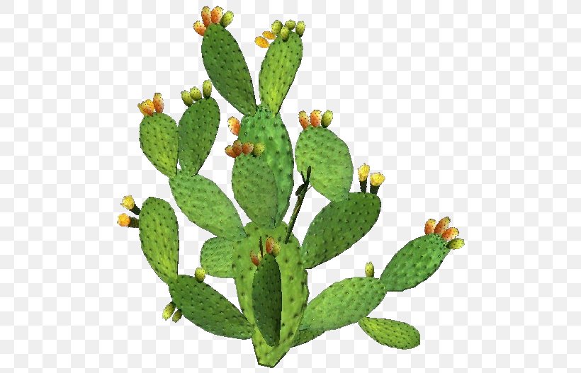 Barbary Fig Eastern Prickly Pear Plant Nopal Stenocereus Thurberi, PNG, 750x527px, Barbary Fig, Cactaceae, Cactus, Cactus Family, Caryophyllales Download Free