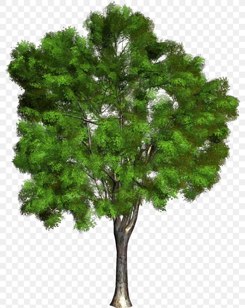 Filicium Decipiens Tree, PNG, 790x1031px, Filicium Decipiens, Branch, Evergreen, Filicium, Garden Download Free