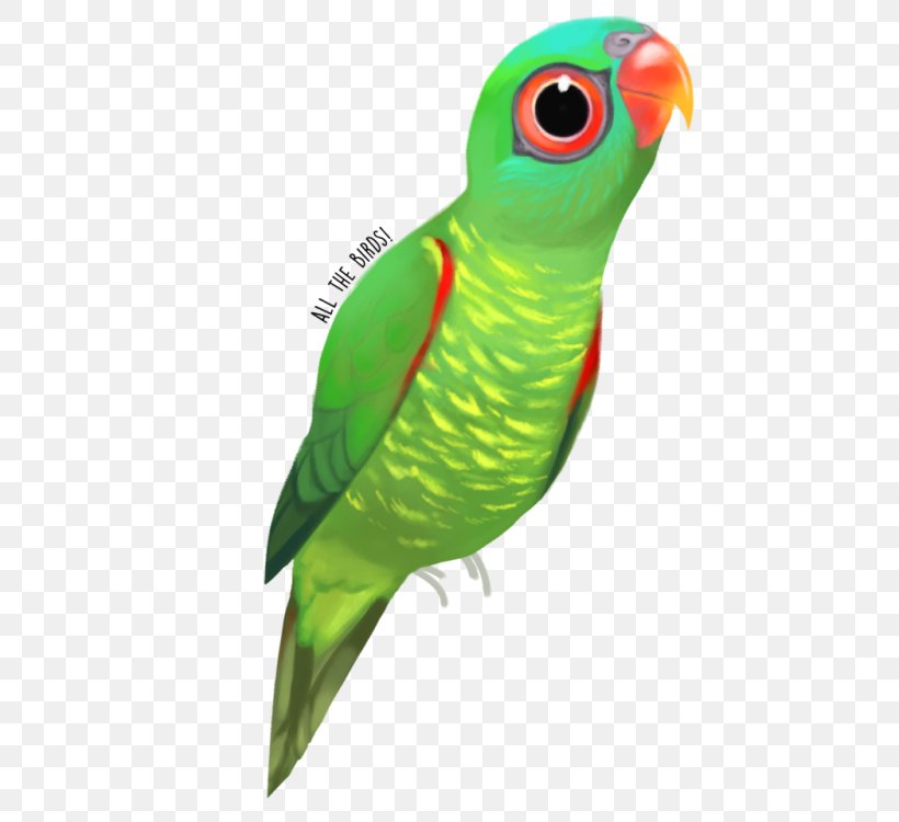 Macaw Parakeet Feather Beak Wing, PNG, 500x750px, Macaw, Beak, Bird, Common Pet Parakeet, Fauna Download Free