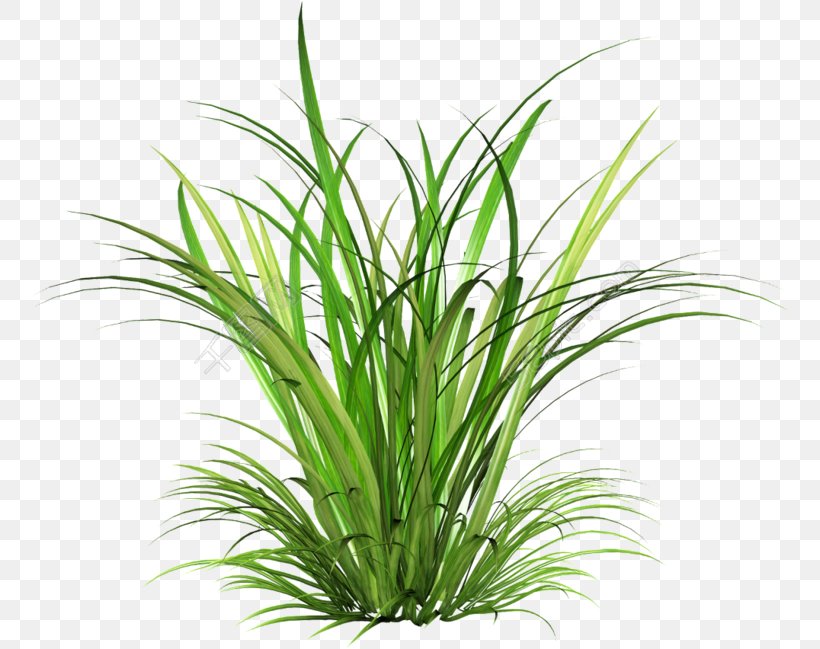 Clip Art Image Transparency Photograph, PNG, 780x649px, Grasses, Aquarium Decor, Chrysopogon Zizanioides, Commodity, Grass Download Free