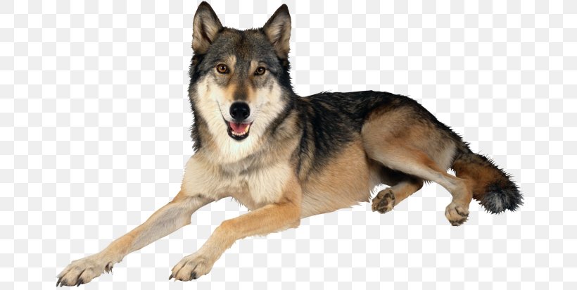 Siberian Husky Seppala Siberian Sleddog Utonagan, PNG, 670x412px, Siberian Husky, Alaskan Tundra Wolf, Animal, Arctic Wolf, Canis Download Free