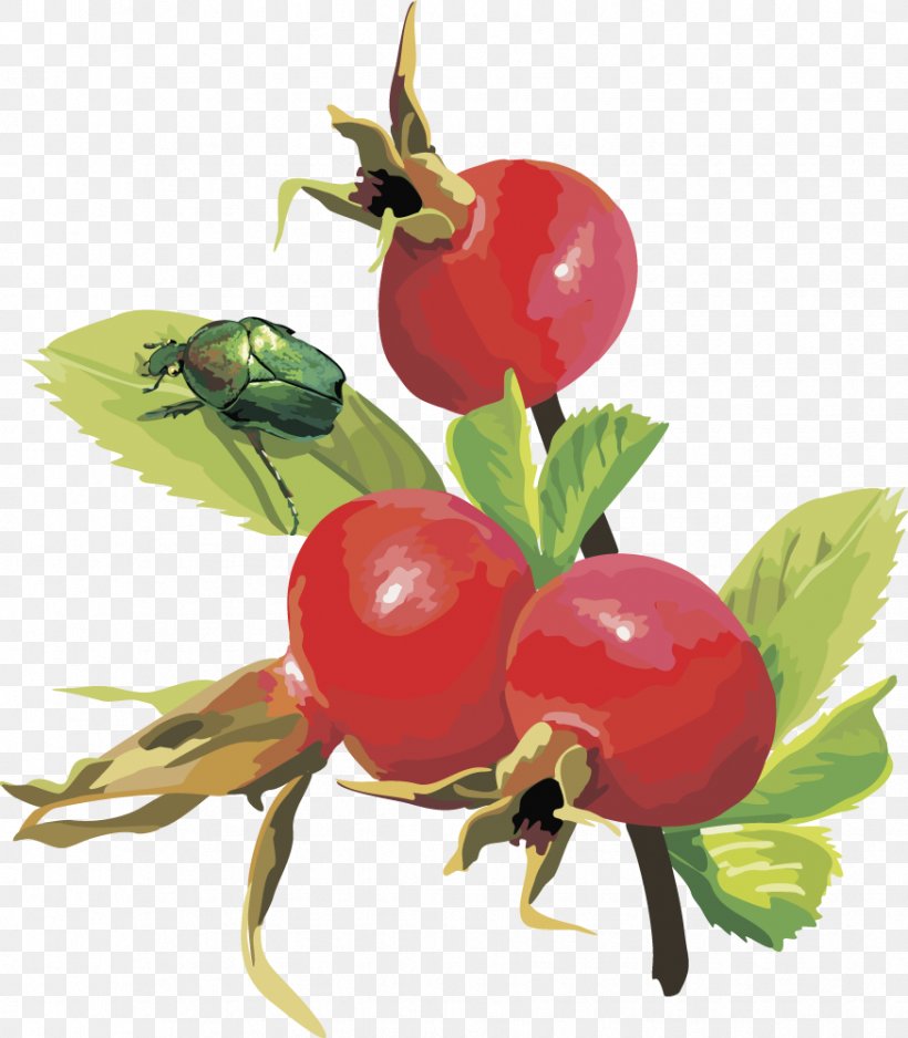 Frutti Di Bosco Euclidean Vector Cherry Fruit, PNG, 874x1000px, Fruit, Apple, Auglis, Berry, Branch Download Free