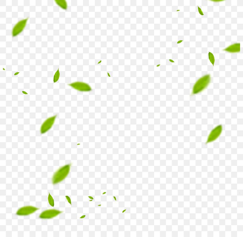 Leaf Euclidean Vector Download, PNG, 800x800px, Leaf, Area, Branch, Google Images, Grass Download Free