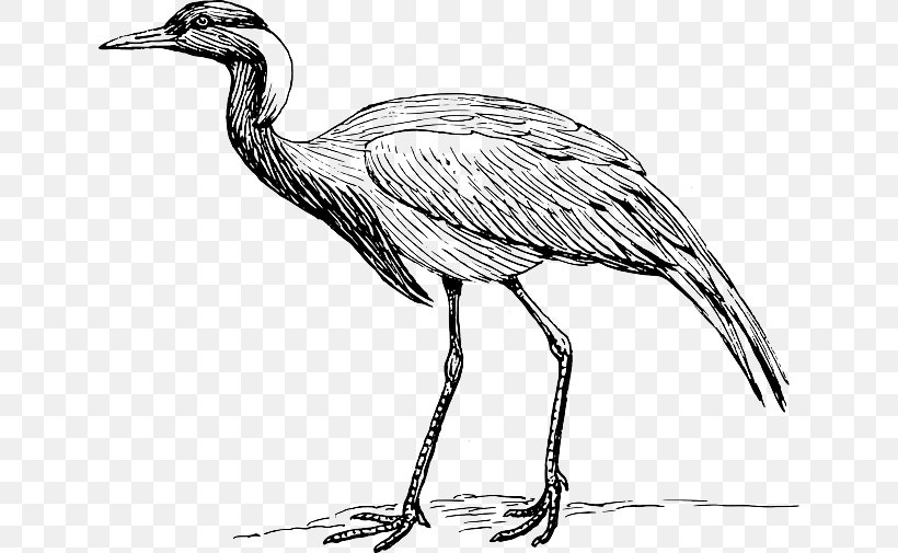 Red-crowned Crane Bird Clip Art, PNG, 640x505px, Crane, Artwork, Beak, Bird, Black And White Download Free