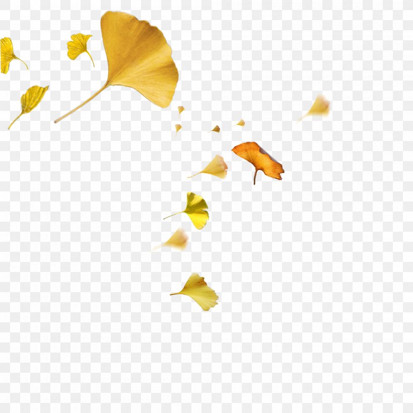 Yellow Autumn Leaf, PNG, 2000x2000px, Yellow, Autumn, Color, Ginkgo, Gold Download Free