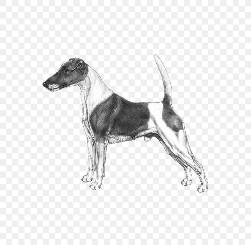 Dog Breed Whippet Italian Greyhound Sloughi Harrier, PNG, 800x800px, Dog Breed, Azawakh, Black And White, Brazilian Terrier, Carnivoran Download Free