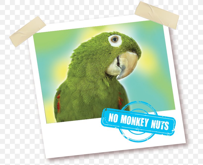 Macaw Parrot What's Wrong With Copying? Parakeet Vitamin, PNG, 755x665px, Macaw, Animal Feed, Antioxidant, Beak, Bird Download Free