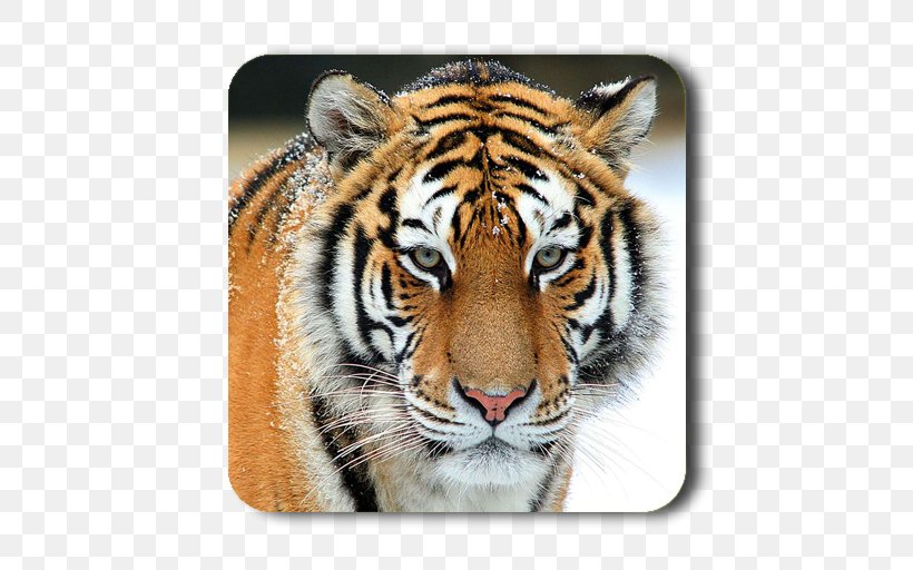 Tiger Animal Desktop Wallpaper Gray Wolf Cat, PNG, 512x512px, Tiger, Animal, Big Cat, Big Cats, Carnivoran Download Free