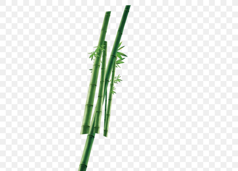 Bamboo Plant Icon, PNG, 591x591px, Bamboo, Grass, Green, Ink Brush, Musical Instrument Download Free