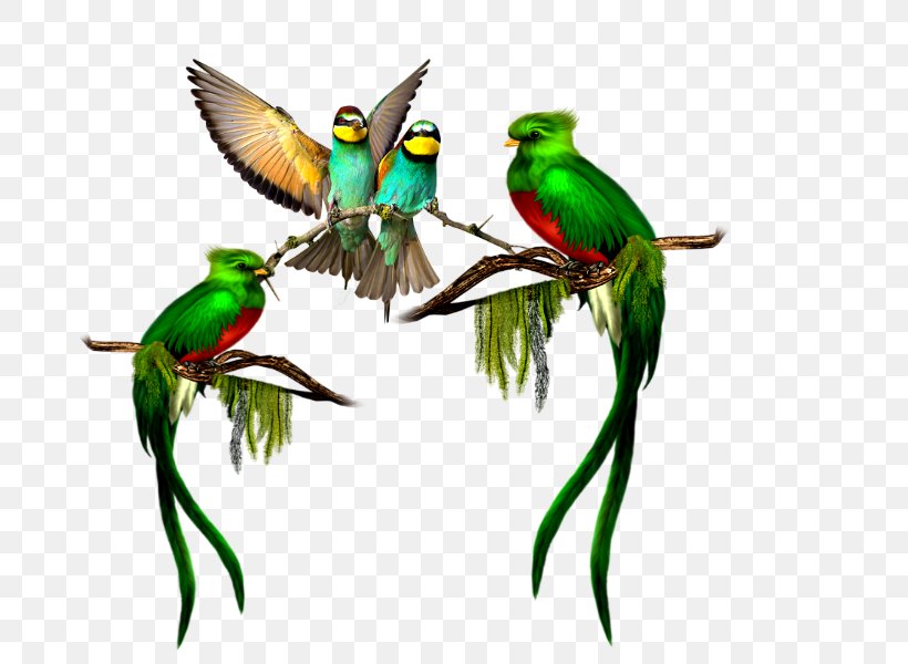 Bird El Quetzal Resplendent Quetzal Parrot, PNG, 800x600px, Bird, Balloon Bird, Beak, Budgie, Coraciiformes Download Free