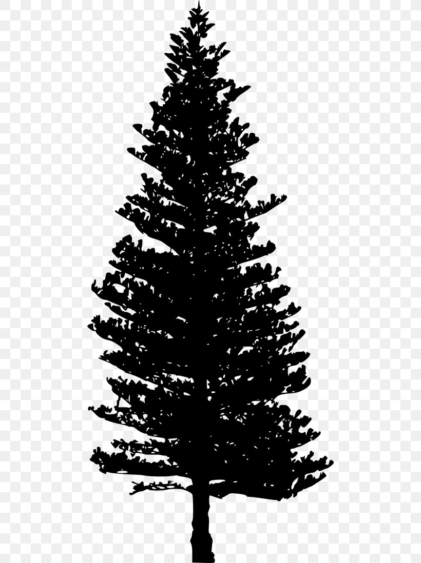 Douglas Fir Tree Clip Art, PNG, 480x1098px, Fir, Black And White, Branch, Cedar, Christmas Decoration Download Free