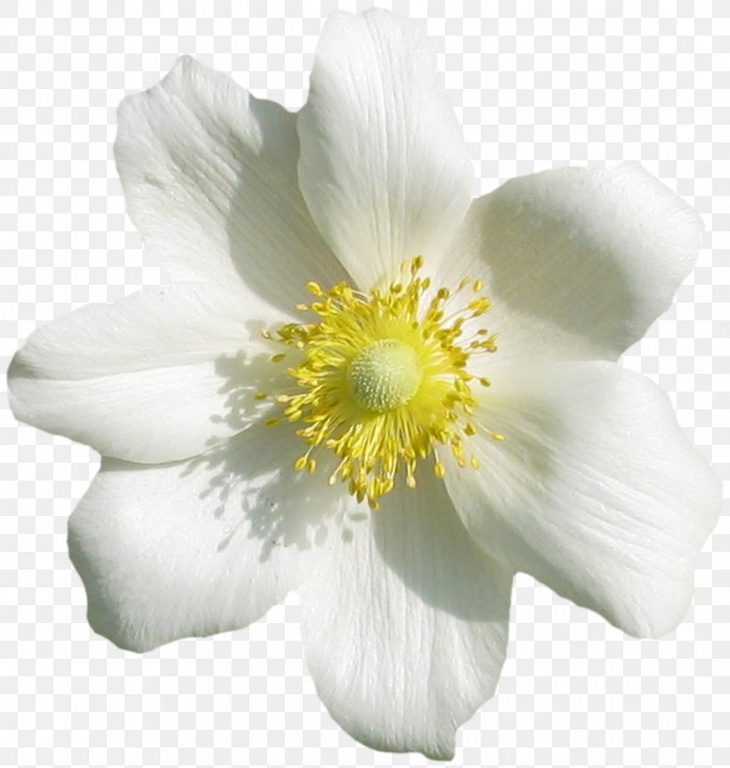 Flower Flowering Plant Petal White Plant, PNG, 1139x1200px, Flower, Anemone, Flowering Plant, Japanese Anemone, Mock Orange Download Free