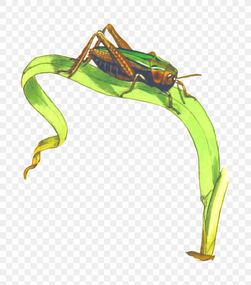 Grasshopper Locust Clip Art, PNG, 1688x1920px, Grasshopper, Amphibian, Caelifera, Frog, Green Download Free