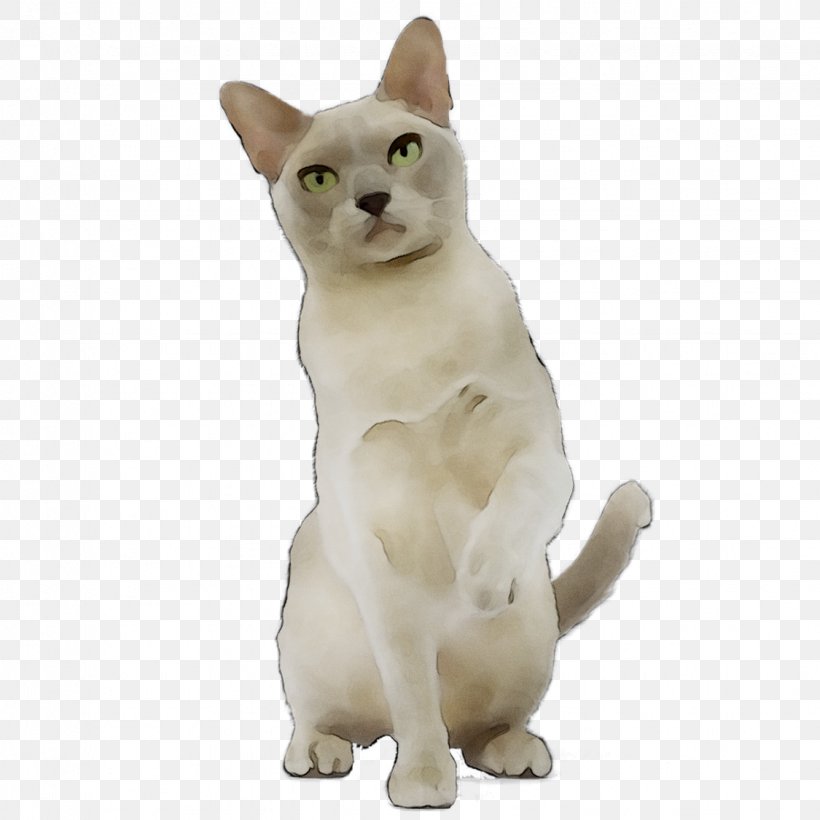 Japanese Bobtail American Wirehair Tonkinese Cat Domestic Short-haired Cat Myanmar, PNG, 1125x1125px, Japanese Bobtail, American Bobtail, American Wirehair, Animal Figure, Asia Download Free