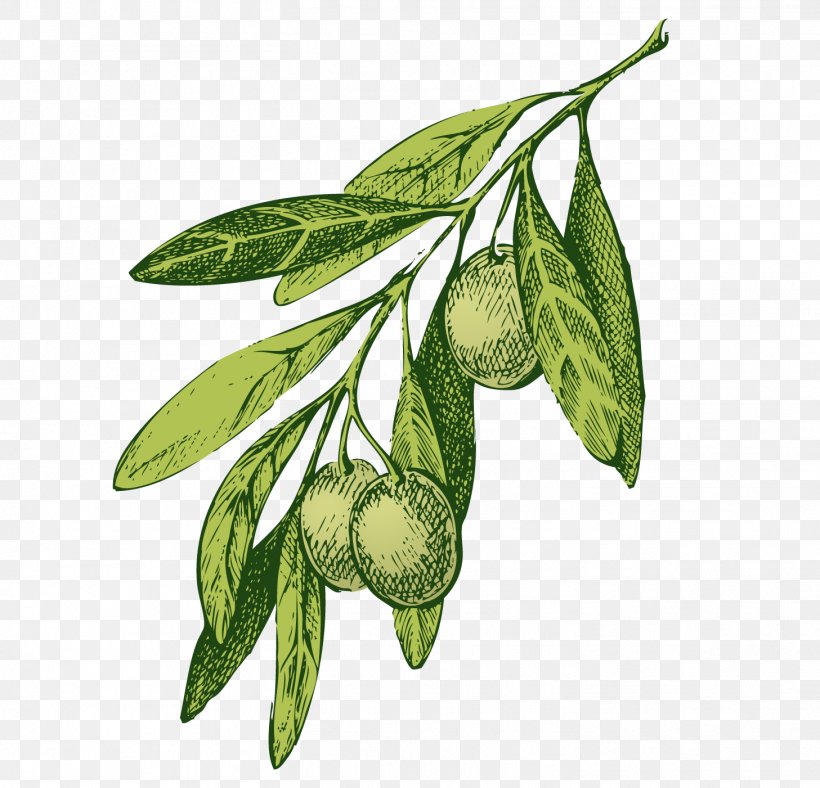 Olive Oil Vector Graphics Illustration Mediterranean Cuisine, PNG, 1457x1401px, Olive, Branch, Drawing, Food, Fruit Download Free