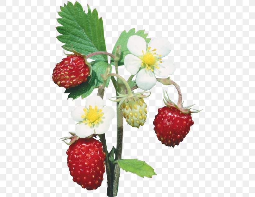 Strawberry Fruit Berries Image, PNG, 488x633px, Strawberry, Berries, Berry, Blog, Flower Download Free