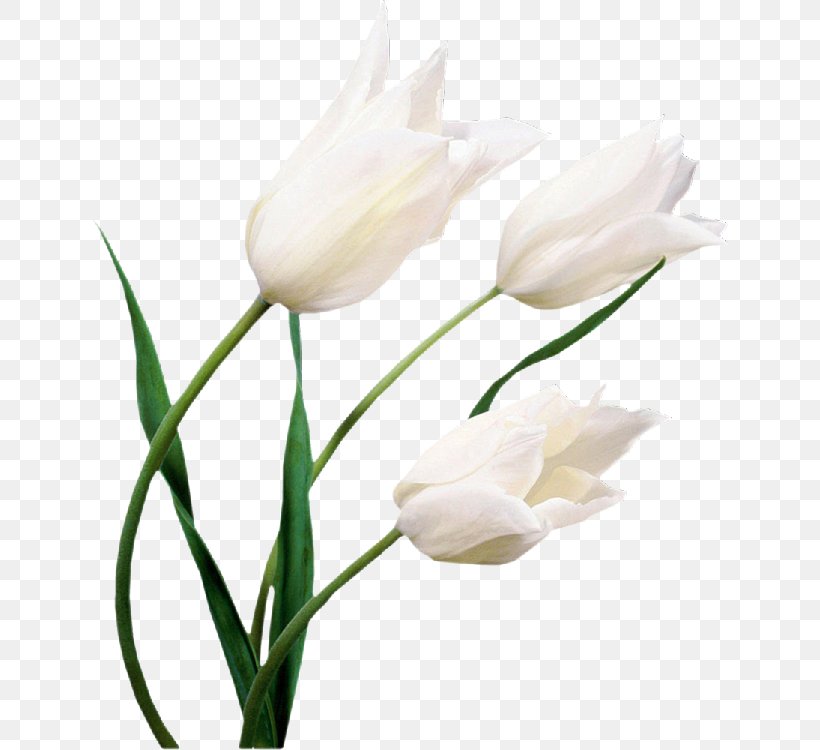 Tulip Flower White Desktop Wallpaper Lilium, PNG, 636x750px, Tulip, Bud, Cut Flowers, Designer, Fleur Blanche Download Free