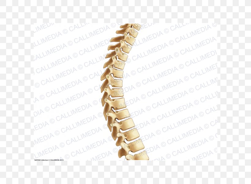 Vertebral Column Thoracic Vertebrae Lumbar Vertebrae Anatomy, PNG, 600x600px, Watercolor, Cartoon, Flower, Frame, Heart Download Free